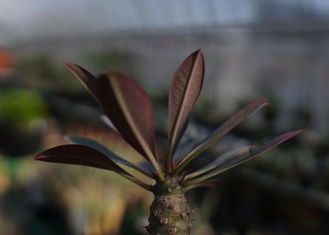 ユーフォルビア　パキポディオイデス　Euphorbia pachypodioides　NO.1