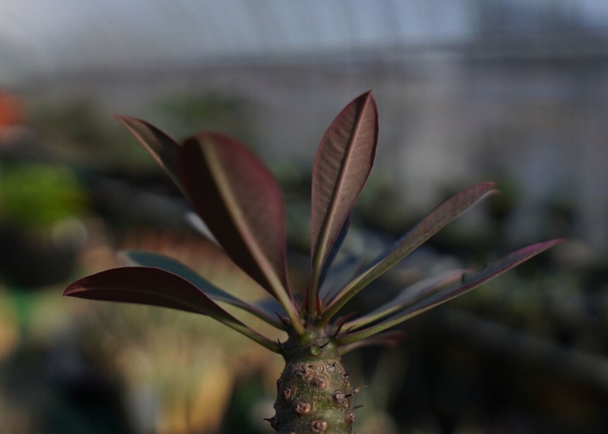 ユーフォルビア パキポディオイデス Euphorbia pachypodioides NO.1