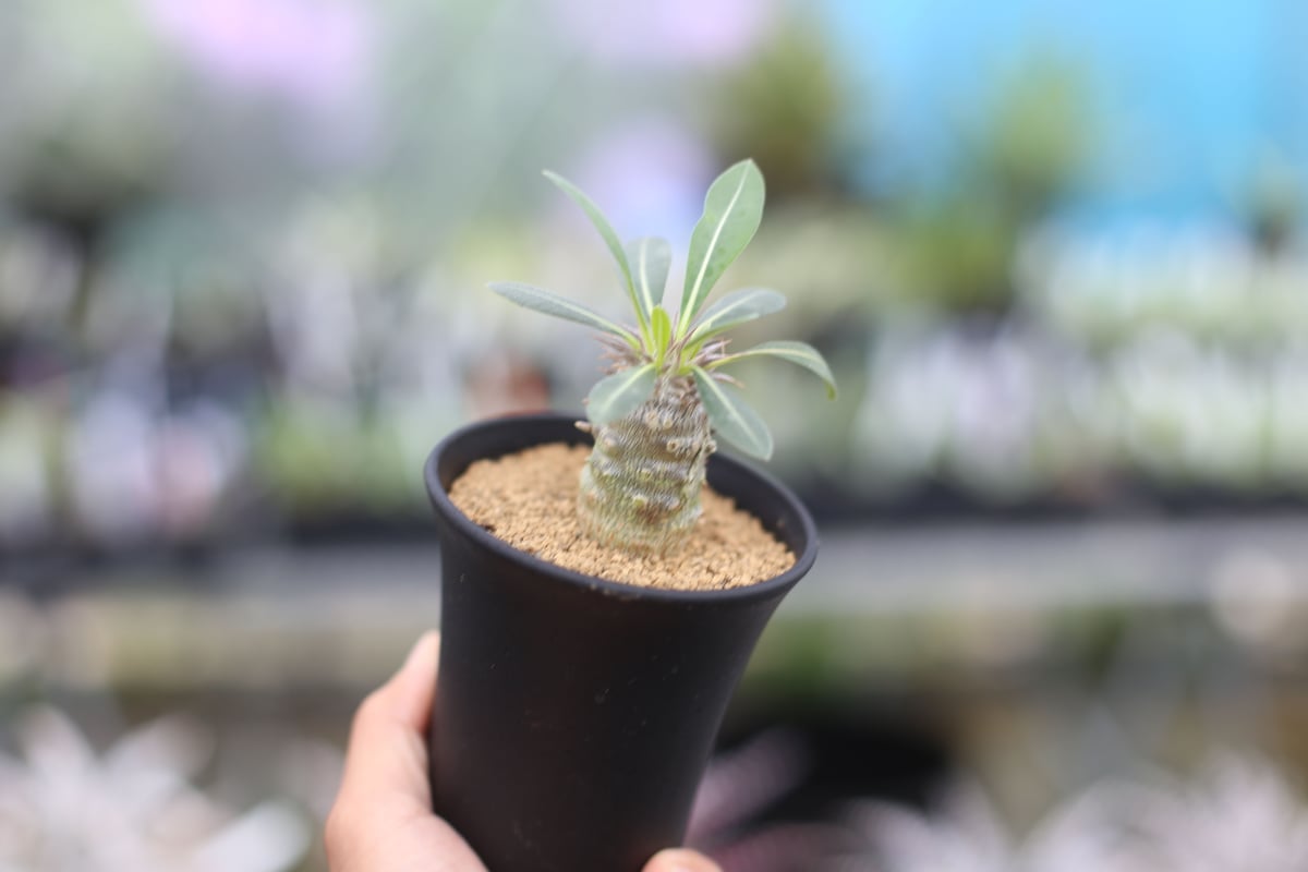 パキポディウム 恵比寿大黒 国内実生 | mana's farm:塊根植物・アガベ