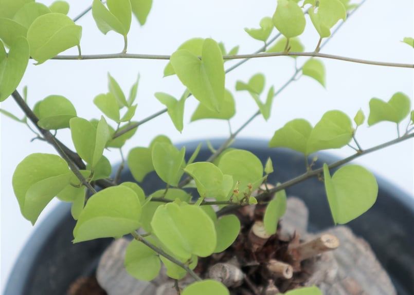 亀甲竜 | mana's farm:塊根植物・アガベ・ドライガーデン植物販売|マナ