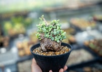 ボスウェリア ソコトラナxナナ 沖縄実生 | mana's farm:塊根植物