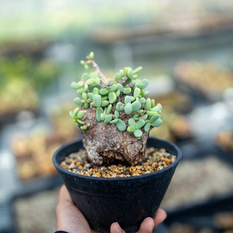 ピグマエア | STORES