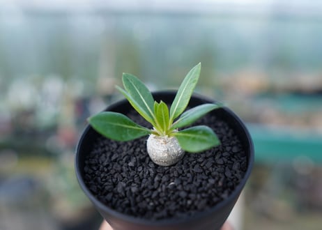 パキポディウム　恵比寿笑い　Pachypodium brevicaule　No.4