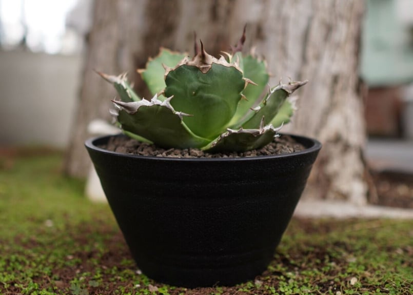 FO76 Truman アガベ アガベ チタノタ FO76 agave titanota FO76 | mana's farm