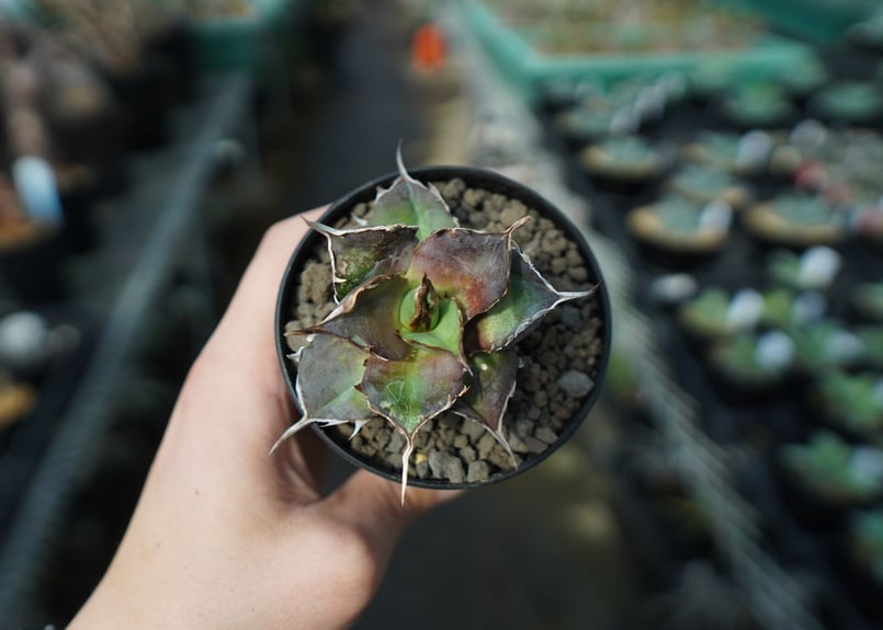 アガベ チタノタ ハデス Agave titanota Hades No.1 | mana's