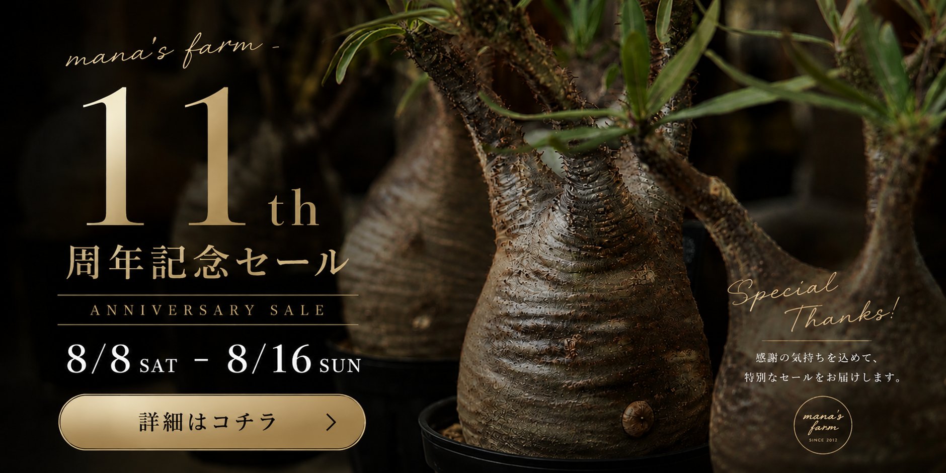 mana's farm:塊根植物・アガベ・ドライガーデン植物販売|マナズファーム