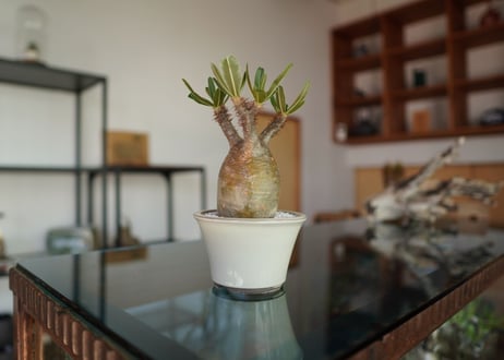 パキポディウム　グラキリス　 Pachypodium Gracilius