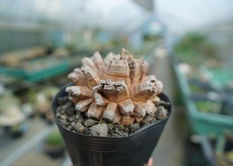 【長谷川園芸産】亀甲竜　Dioscorea elephantipes　No.2