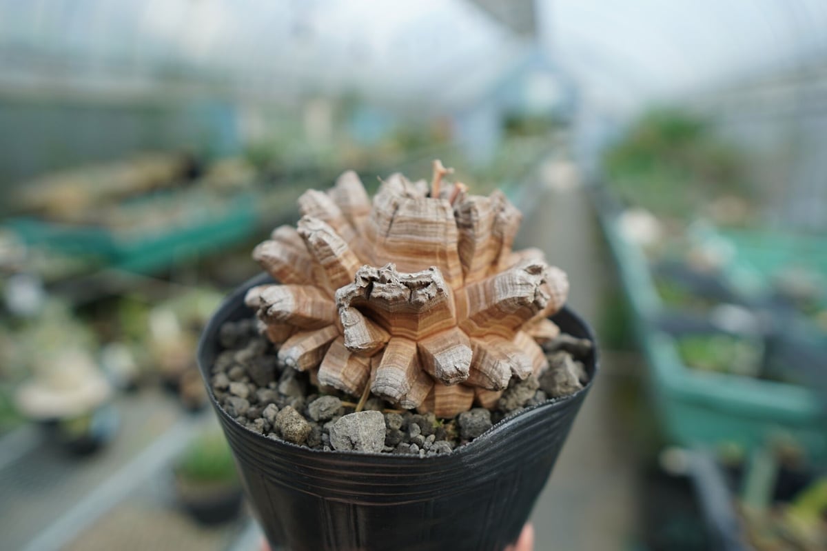 長谷川園芸亀甲竜　Dioscorea elephantipes 特選 長谷川園芸産】亀甲竜 Dioscorea elephantipes No.2 | mana'