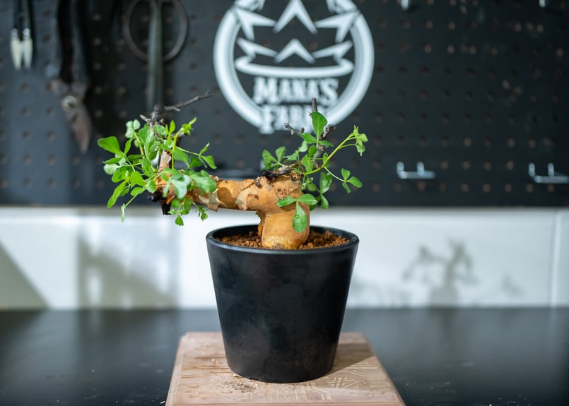 塊根植物 黒鉢 植物　コミフォラ　カタフ 塊根植物 黒鉢 植物 コミフォラ カタフ