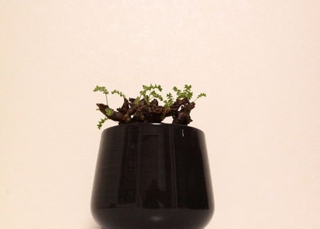 ペラルゴニウム　アルテルナンス　Pelargonium alternans