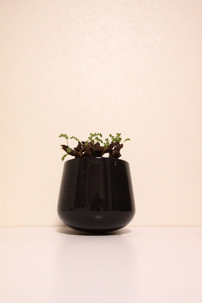 ペラルゴニウム アルテルナンス Pelargonium alternans | mana's