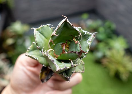 Agave titanota 白鯨嚴龍 カキコ NO.1