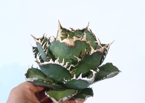 Agave titanota FO-76 compacta dwarf　№2