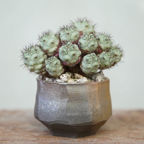 オルテゴカクタスマクドガリー | STORES