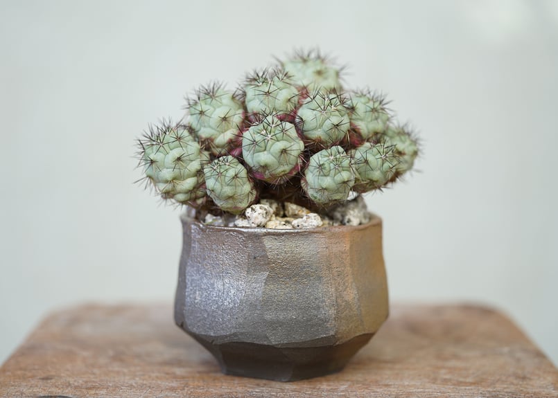 Ortegocactus macdougallii | mana's farm:塊根植物・アガ