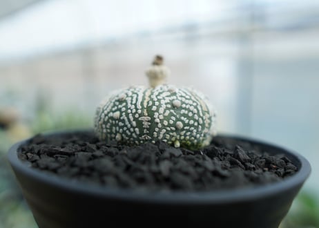 アストロフィツム　スーパー兜　Astrophytum asterias 'Superkabuto' No.3