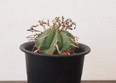 ユーフォルビア・バリダ　Euphorbia valida 　仔吹き