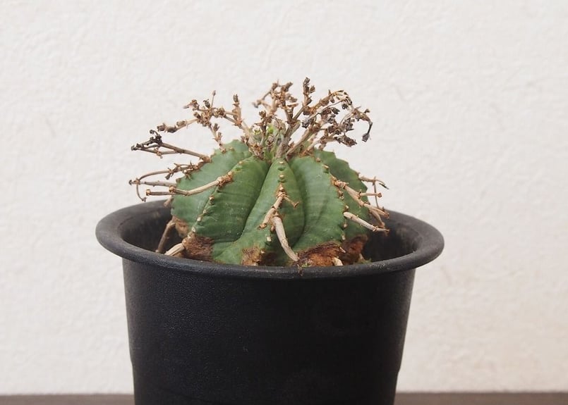 ユーフォルビア・バリダ Euphorbia valida 仔吹き | mana's farm