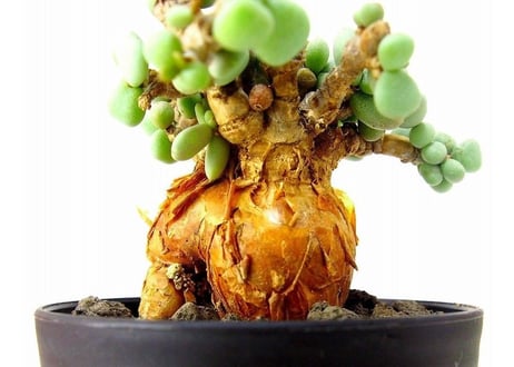 Ceraria pygmaea ケラリア・ピグマエア  №6