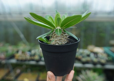 パキポディウム　恵比寿大黒　Pachypodium Densicaule　No.8