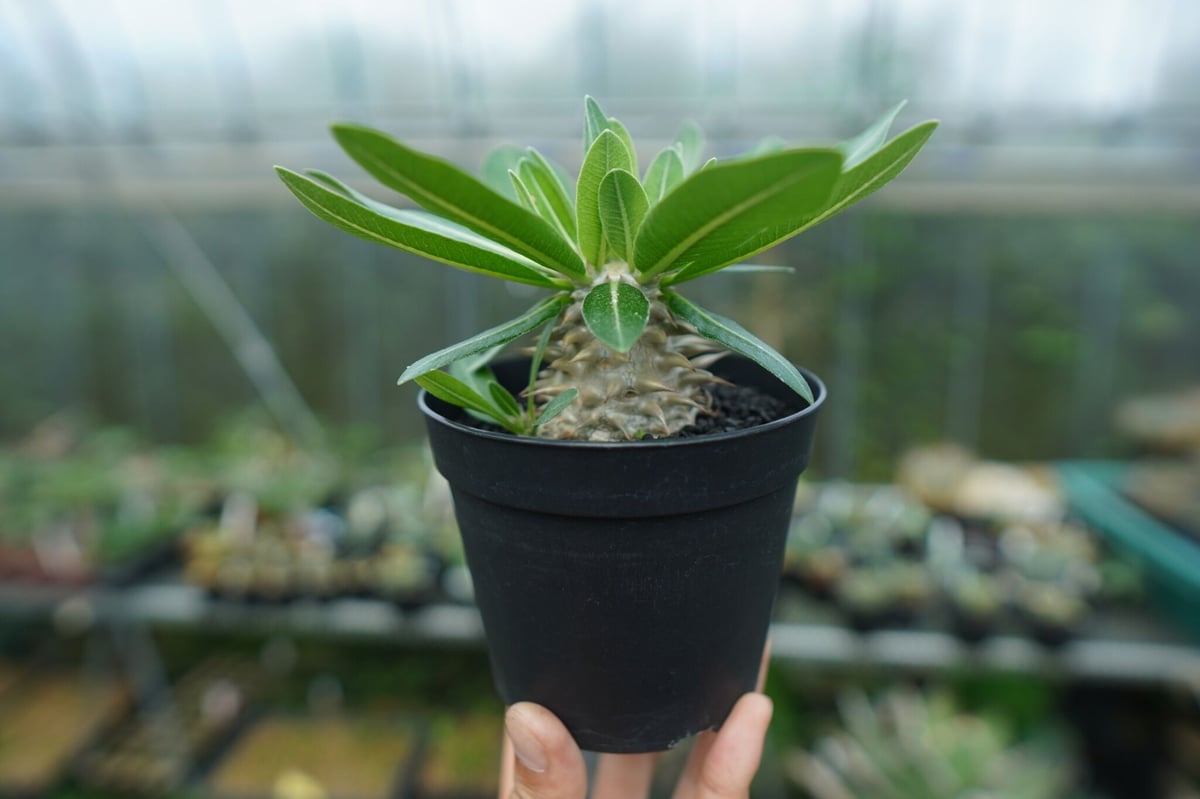 パキポディウム 恵比寿大黒 Pachypodium Densicaule No.8 | man