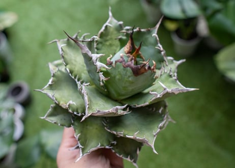 Agave titanota Solar eclipse 夕映嚴龍  NO.3