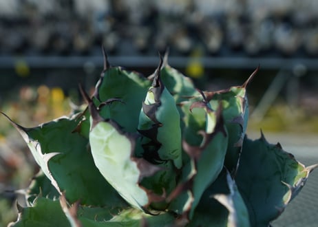 アガベ　チタノタ　 ブラックアンドブルー 　Agave titanota black and blue  No.1