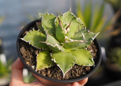 agave titanota 　ソーラーエクリプス