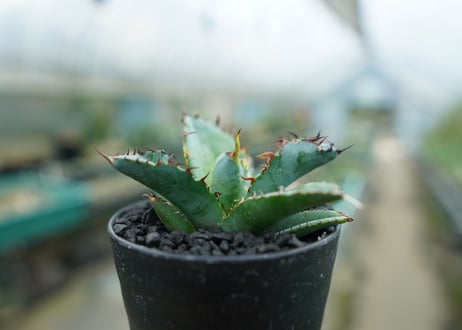 アガベ　チタノタ　 ブラックアンドブルー 　Agave titanota black and blue　No.3