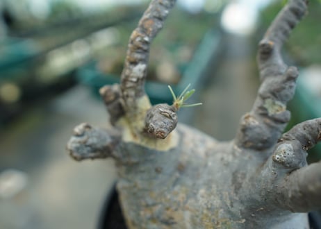 パキポディウム　グラキリス　 Pachypodium Gracilius  No.1