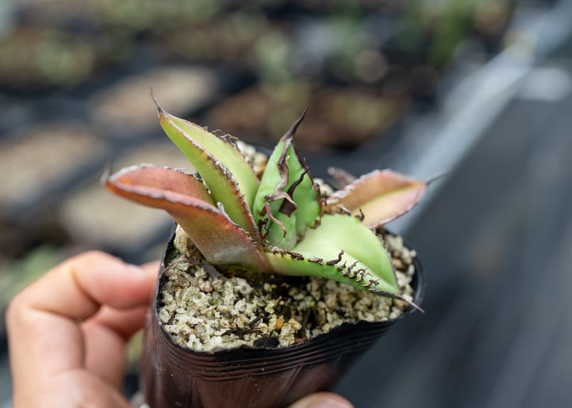 アガベ オテロイ 沖縄実生 | mana's farm:塊根植物・アガベ・ドライ