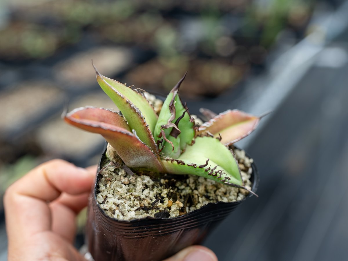 アガベ オテロイ 沖縄実生 | mana's farm:塊根植物・アガベ・ドライ