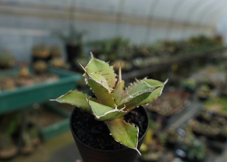 アガベ　チタノタ　 獅子光 agave titanota Lion light 子株  No.1