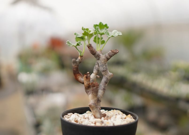 ペラルゴニウム ミラビレ 塊根植物 宝石のような観葉植物のお店 【Jewelry Plant】 ぺラルゴ二ウム