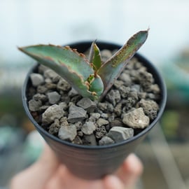 希少品種から普及種まで様々なアガベをアップします。 | mana's farm