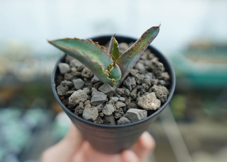 アガベ　チタノタ　 ブラックアンドブルー 　Agave titanota black and blue　No.1