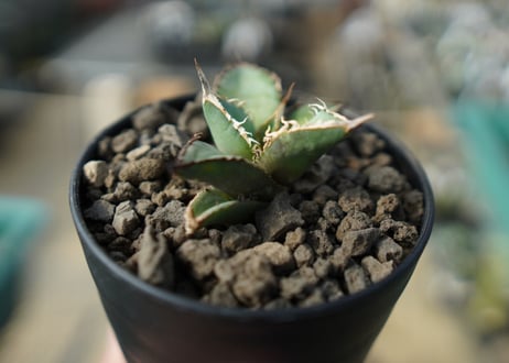 カキコアガベ　チタノタ　FO-76　agave titanota  FO-76　No.2
