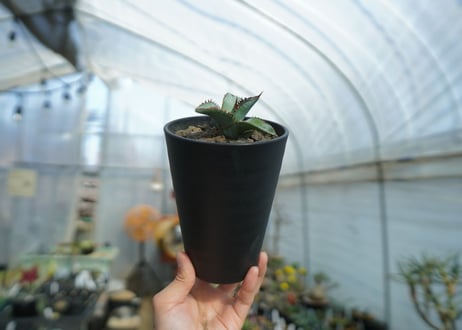 アガベ　チタノタ　ブルー　Agave titanota Blue 　NO.1