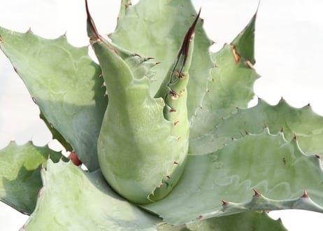 Agave ovatifolia Kelly Griffin selection