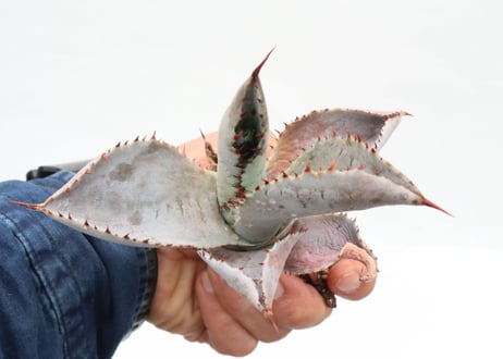 Agave pygmaea 'Dragon Toes' PUP no.3