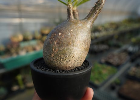 パキポディウム　グラキリス　 Pachypodium Gracilius  No.3