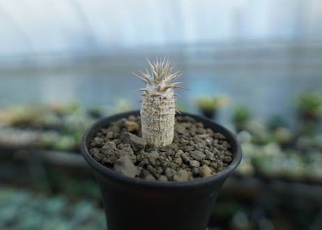 パキポディウム　カクチぺス　Pachypodium cactipes  No.2