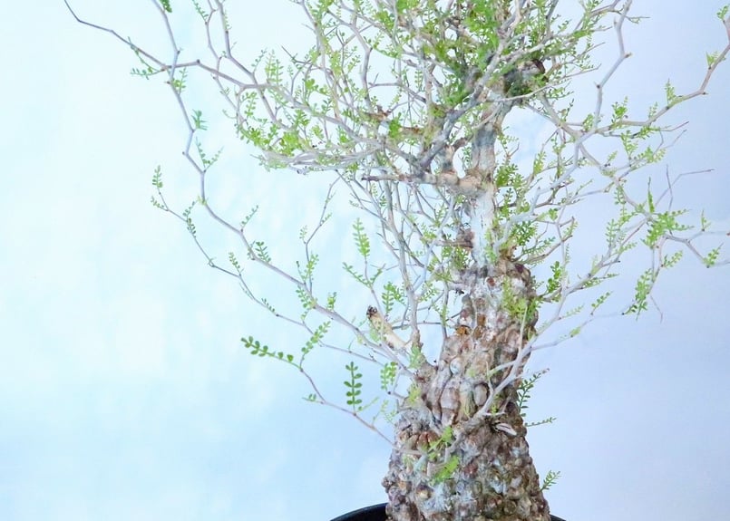 オペルクリカリア パキプス no.5 | mana's farm:塊根植物・アガベ