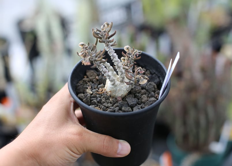 ユーフォルビア キリンドリフォリア | mana's farm:塊根植物・アガベ