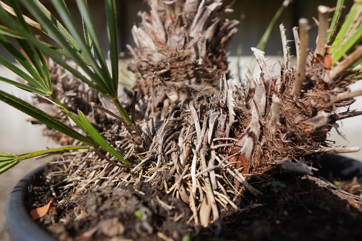 チャメロプス セリフェラ 8号 95cm 【公式通販】