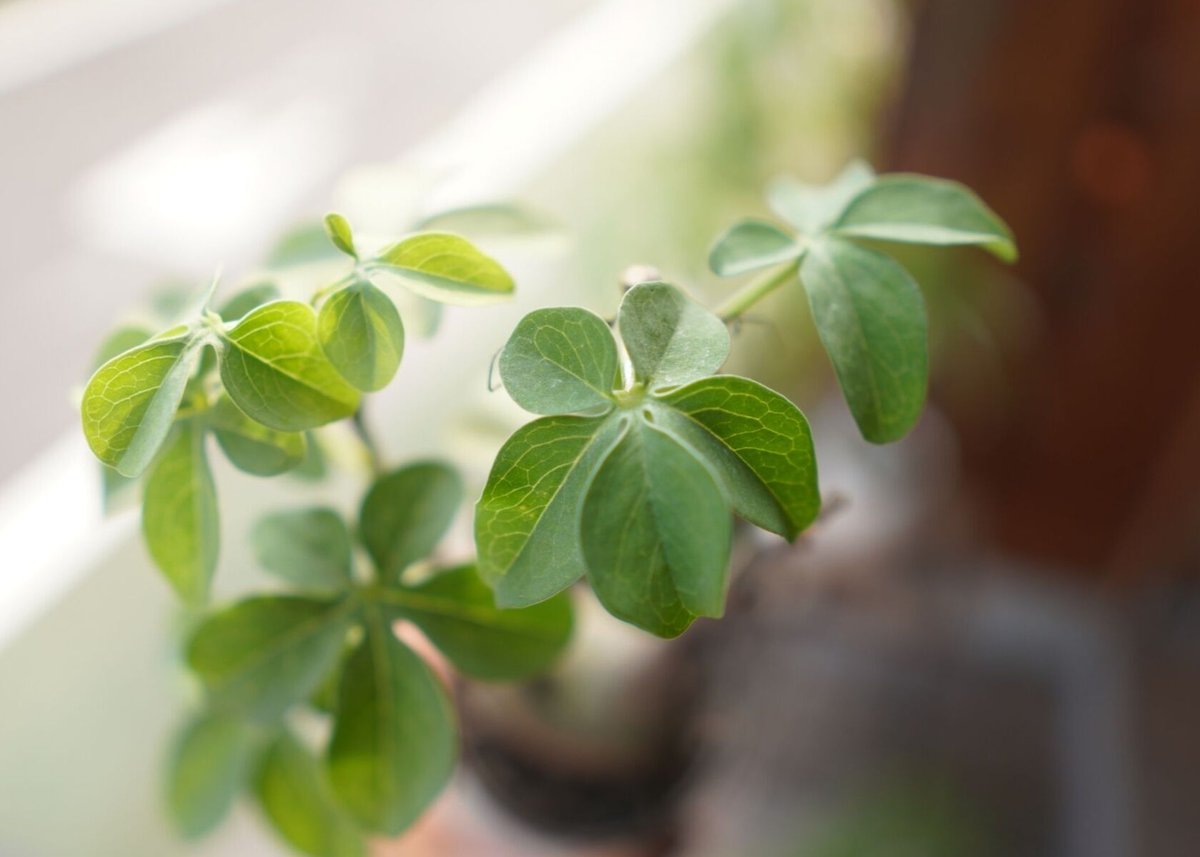 アデニア グラウカ Adenia glauca | mana's green:塊根植物販売 アデニア グラウカ Adenia glauca | mana's green:塊根植物販売