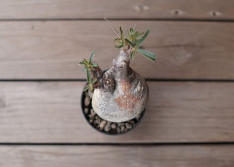 パキポディウム　グラキリス　 Pachypodium Gracilius