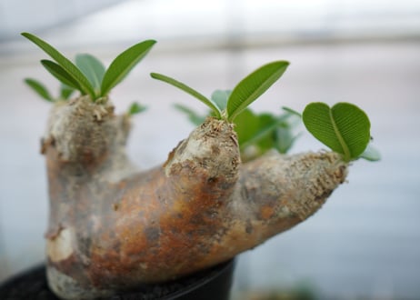 パキポディウム　エブレネウム　Pachypodium eburneum　No.1