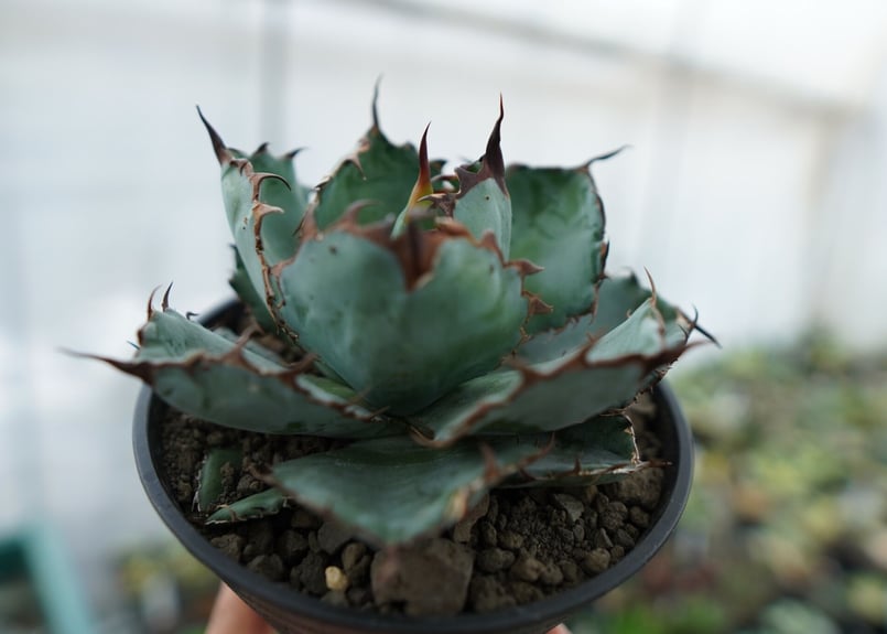 アガベ チタノタ ブラックアンドブルー Agave titanota black and